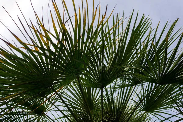 Mavi gökyüzü ve bulutlardan oluşan bir arka plana karşı bir palmiye dalları. Alt görünüm.