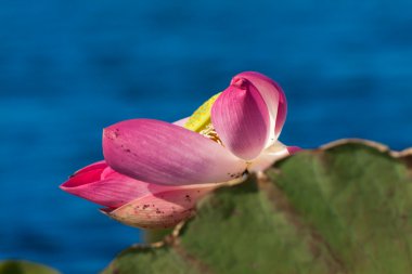 Lotus