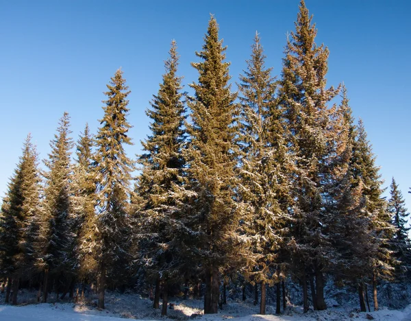 Fir-tree — Stock Photo, Image