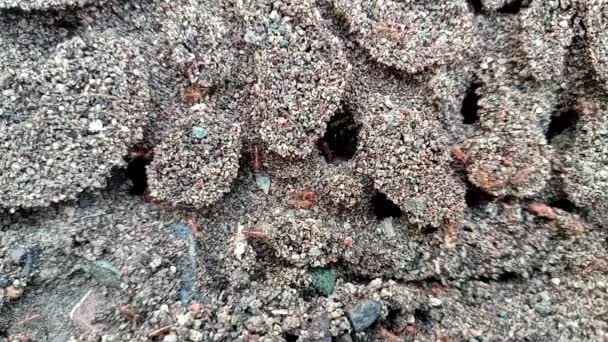 砂の中の赤いアリの巣 — ストック動画