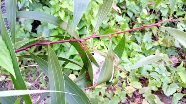 Nids Insectes Dans Les Acacias — Video