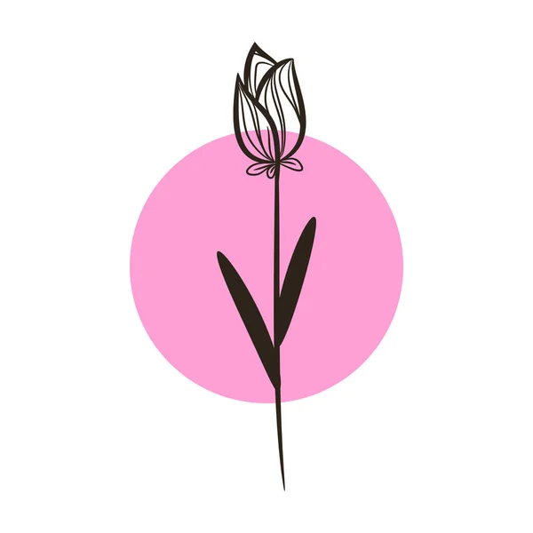 Рисунок Цветка Тюльпана Розовом Круглом Фоне — стоковый вектор