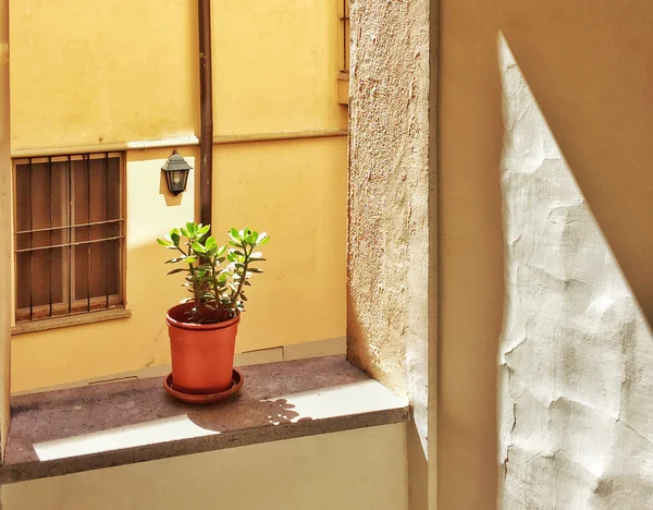 Pequena planta em um edifício antigo — Fotografia de Stock