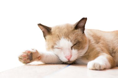 kedi uyku izole arka plan üzerinde