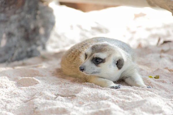 Meerkat deitado no zoológico — Fotografia de Stock