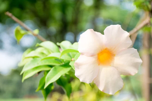 Flor bela flor branca bokeh — Fotografia de Stock