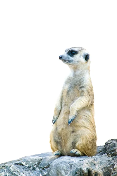 Meerkat на белом фоне изолированы — стоковое фото