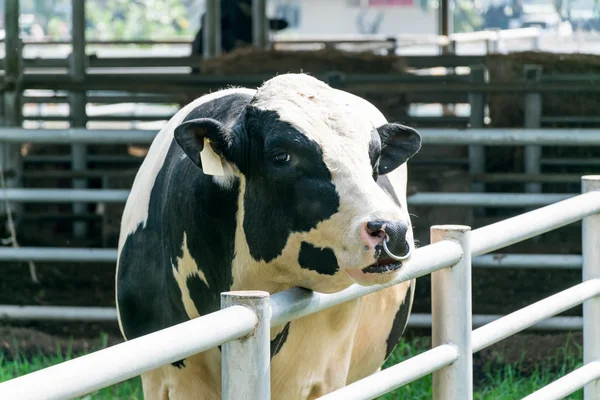 Vaca lechera en vacas de granja Imágenes de stock libres de derechos