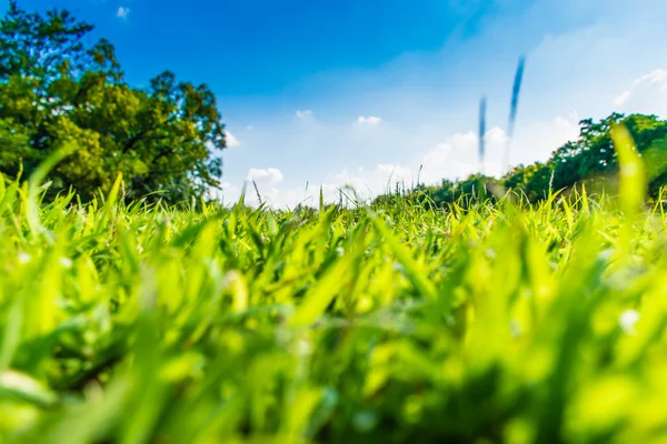 Green grass in beautiful park over blue sky