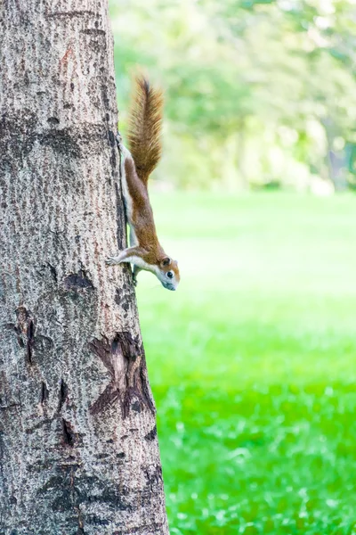 Eichhörnchen auf dem Baum im Park — Stockfoto
