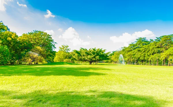 Árboles verdes en hermoso parque sobre el cielo azul Imagen de archivo
