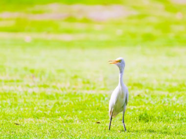 Parkta beyaz ak balıkçıl