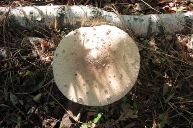 Şemsiye mantarı sonbahar ormanlarında Lepiota ya da Macrolepiota procera olarak da bilinir. Sonbahar yaprakları arka plan. 