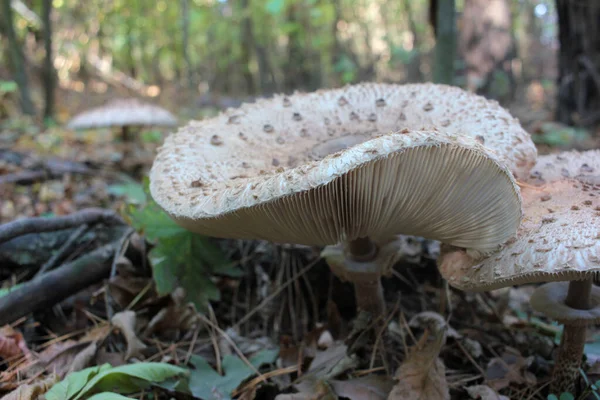 Parasol Mushroom Известен Lepiota Macrolepiota Procera Осеннем Лесу Фон Осенних — стоковое фото