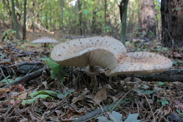 Parasol Mushroom Também Conhecido Como Lepiota Macrolepiota Procera Floresta Outono — Fotografia de Stock