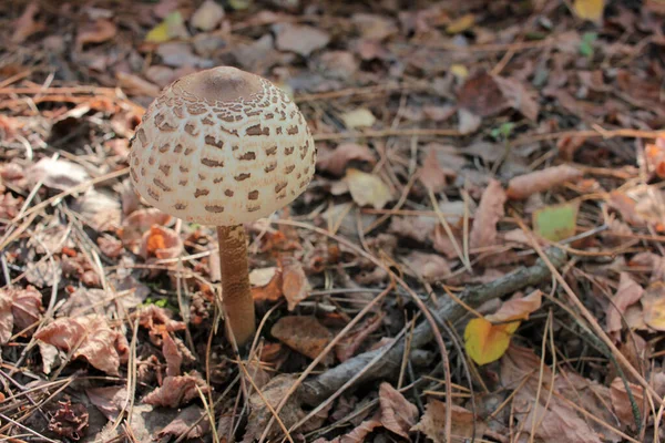 Parasol Mushroom Известен Lepiota Macrolepiota Procera Осеннем Лесу Фон Осенних — стоковое фото