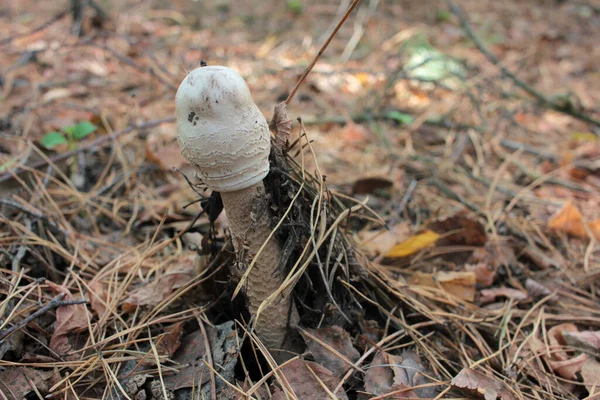 Parasoll Svamp Också Känd Som Lepiota Eller Macrolepiota Procera Höstskogen — Stockfoto