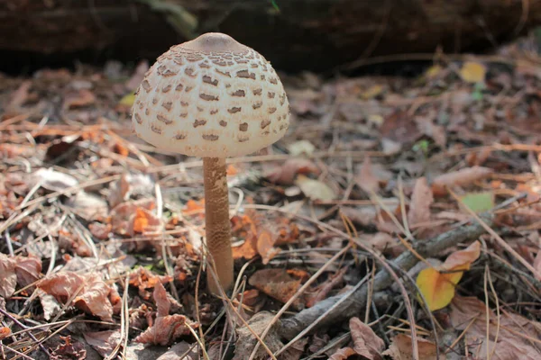 Parasol Mushroom Известен Lepiota Macrolepiota Procera Осеннем Лесу Фон Осенних — стоковое фото