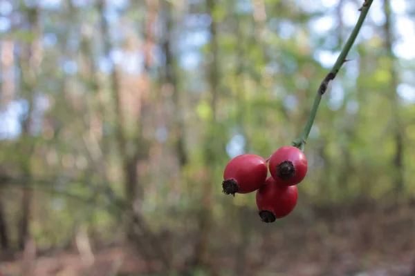 Красные Ягоды Ветке Твиг Плодами Шиповника Размытом Осеннем Фоне Леса — стоковое фото