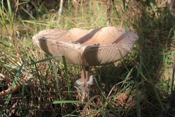 Parasol Mushroom Известен Lepiota Macrolepiota Procera Осеннем Лесу Фон Осенних — стоковое фото