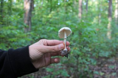 Elinde orman arka planında küçük beyaz bir mantar tutan bir adam.