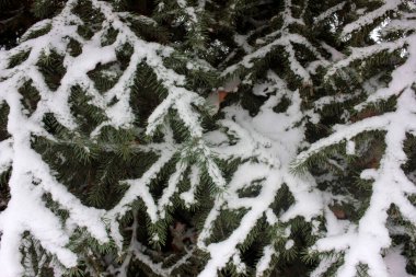 Karla kaplı köknar dallarına yakın çekim. Parkta ya da ormanda çam ağacı dalları olan kış manzarası.