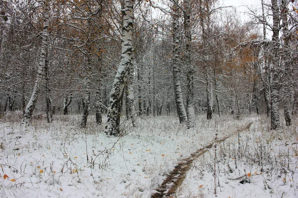 Árboles Cubiertos Nieve Camino Con Huellas Parque Ciudad — Foto de Stock