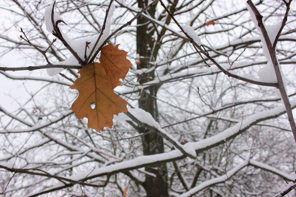 Last leaf on the oak tree covered with snow in the winter park. Late fall or early winter landscape.