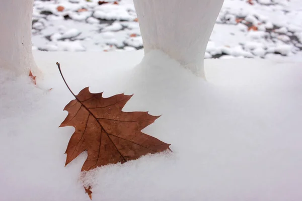 Jesienne Liście Dębu Śniegu Późna Jesień Lub Wczesna Zima Naturalne — Zdjęcie stockowe