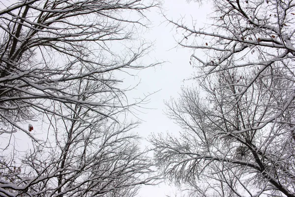 Drzewa Gałęzie Śniegu Tle Nieba Niski Widok Naturalne Tło — Zdjęcie stockowe