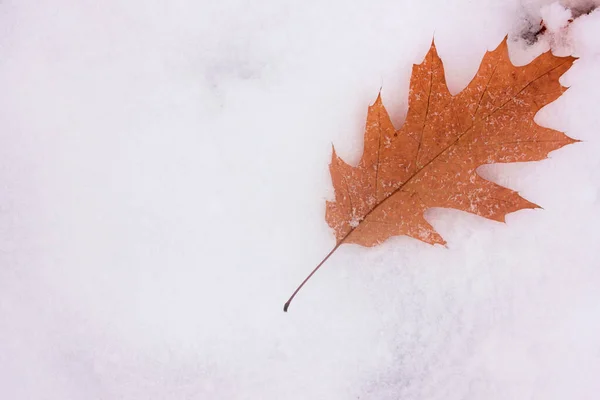 Höstlöv Snön Sen Höst Eller Tidig Vinter Naturlig Bakgrund Med — Stockfoto