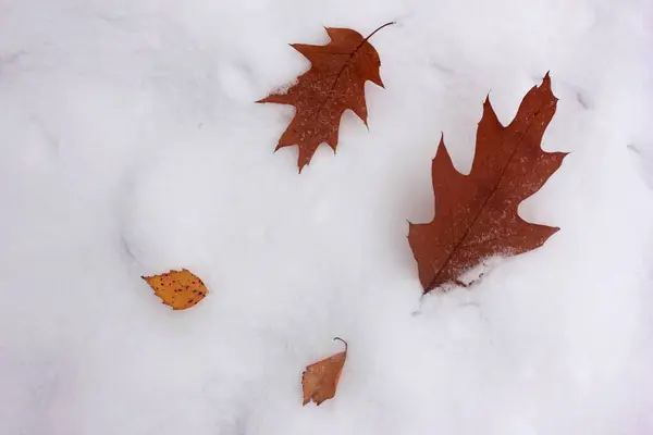 Őszi Tölgyfalevelek Hóban Késő Ősz Vagy Kora Tél Természetes Háttér — Stock Fotó