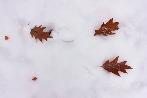 Höstlöv Snön Sen Höst Eller Tidig Vinter Naturlig Bakgrund Med — Stockfoto