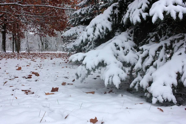Abeto Cubierto Nieve Paisaje Invernal Con Ramas Abeto Parque Bosque — Foto de Stock