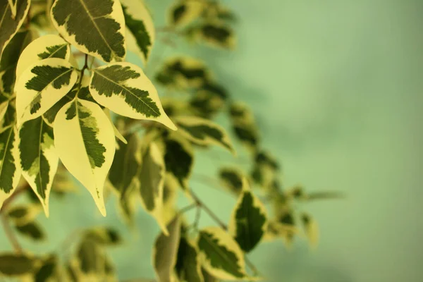Home plant ficus Benjamin. Close up of green leaves on a branch on blue wall background indoor. — Stock Image Home Plant Ficus Benjamin Close Green Leaves Branch Blue Wall Stock Image