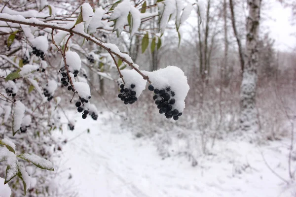 Ramas Cubiertas Nieve Con Bayas Negras Congeladas Camino Parque Invierno — Foto de Stock