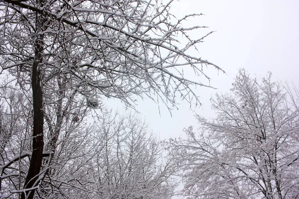 Snow Covered Tree Branches Sky Winter Landscape — Stock Photo, Image