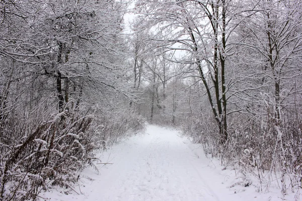 Paisaje Invernal Con Árboles Cubiertos Nieve Sendero Parque Bosque — Foto de Stock