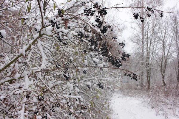 Ramas Cubiertas Nieve Con Bayas Negras Congeladas Camino Parque Invierno — Foto de Stock