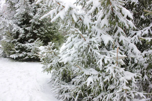 Paisaje Invernal Con Abeto Cubierto Nieve Primer Plano Las Ramas — Foto de Stock