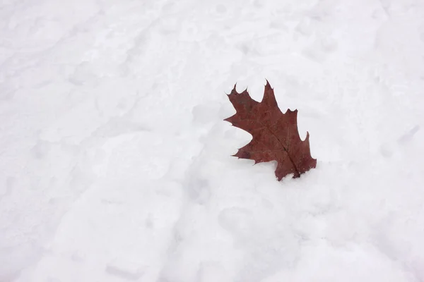 Primer Plano Hoja Roble Nieve Parque Invierno Copiar Espacio —  Fotos de Stock