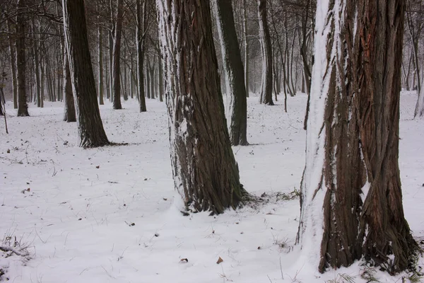 Árboles Cubiertos Nieve Parque Invierno Bosque — Foto de Stock