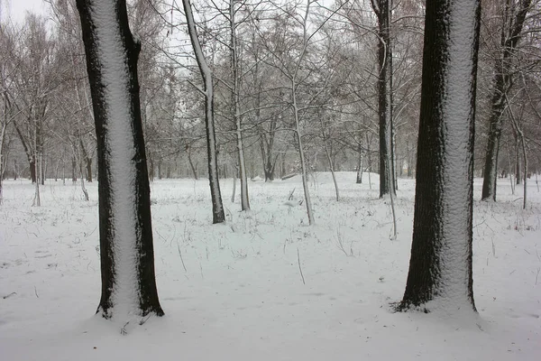 Árboles Cubiertos Nieve Parque Invierno Bosque — Foto de Stock