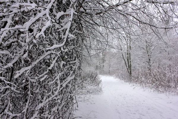 Paisaje Invernal Con Árboles Cubiertos Nieve Sendero Parque Bosque — Foto de Stock