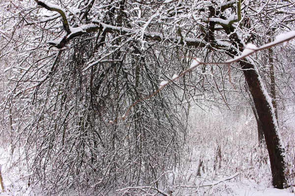 Gros Plan Des Branches Arbres Recouvertes Neige Dans Parc Hiver — Photo