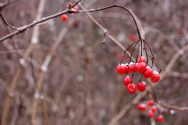 Karda kırmızı viburnum meyvelerini yakın plan çek. Tek renkli doğal arka planda kırmızı kar böğürtlenli kış manzarası
