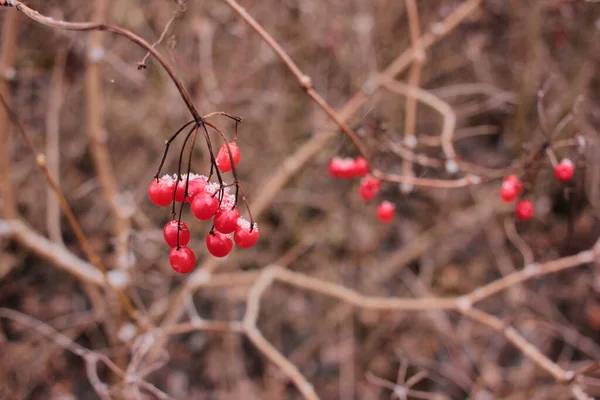 Närbild Röda Viburnum Bär Snön Vinterlandskap Med Röd Snö Cowered — Stockfoto