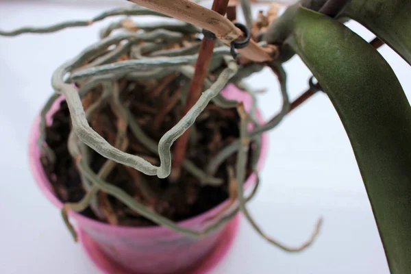 Raíces Orquídeas Hojas Maceta Plástico Color Sobre Fondo Blanco Replanteo —  Fotos de Stock