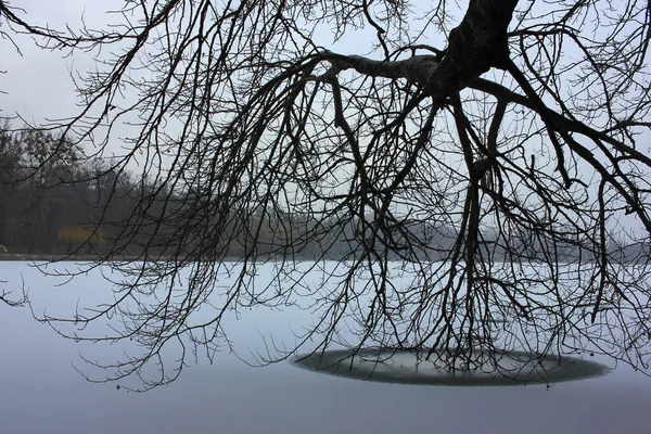 Árbol Invierno Las Ramas Los Árboles Congelaron Agua Paisaje Escénico — Foto de Stock