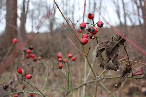 Red Rosehip Berries Autumn Forest Winter Landscape — Stock Photo, Image